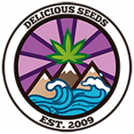 Blue Ace AUTO CBD – Indica Auto Cbd Delicious Seeds