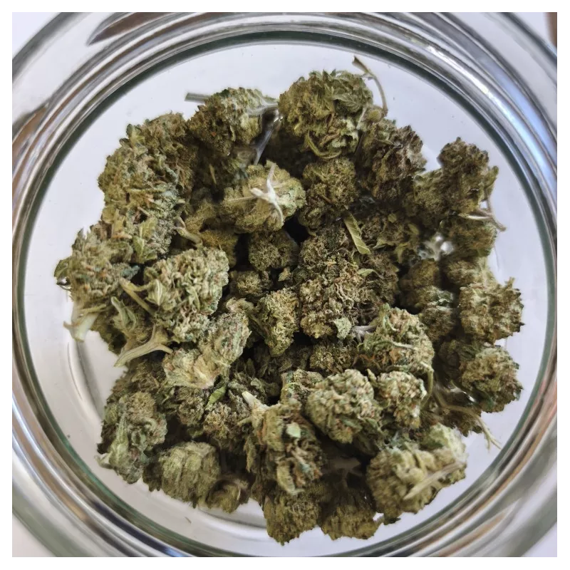 Bubblegum – CBD Flower Outdoor Harvest 2025 – La Tête à l’Ouest