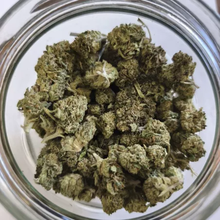 Bubblegum – CBD Flower Outdoor Harvest 2025 – La Tête à l’Ouest