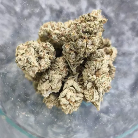White Russian CBG – Fleur CBG – Weneed