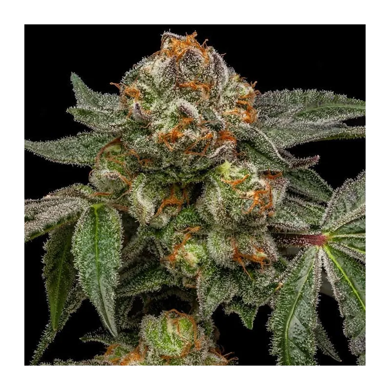ZAKE - Ripper Seeds