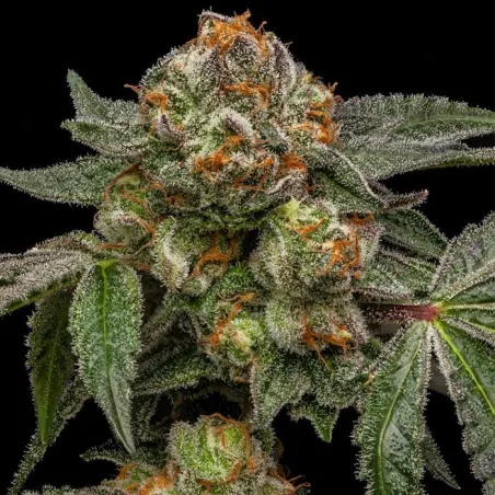 ZAKE - Ripper Seeds