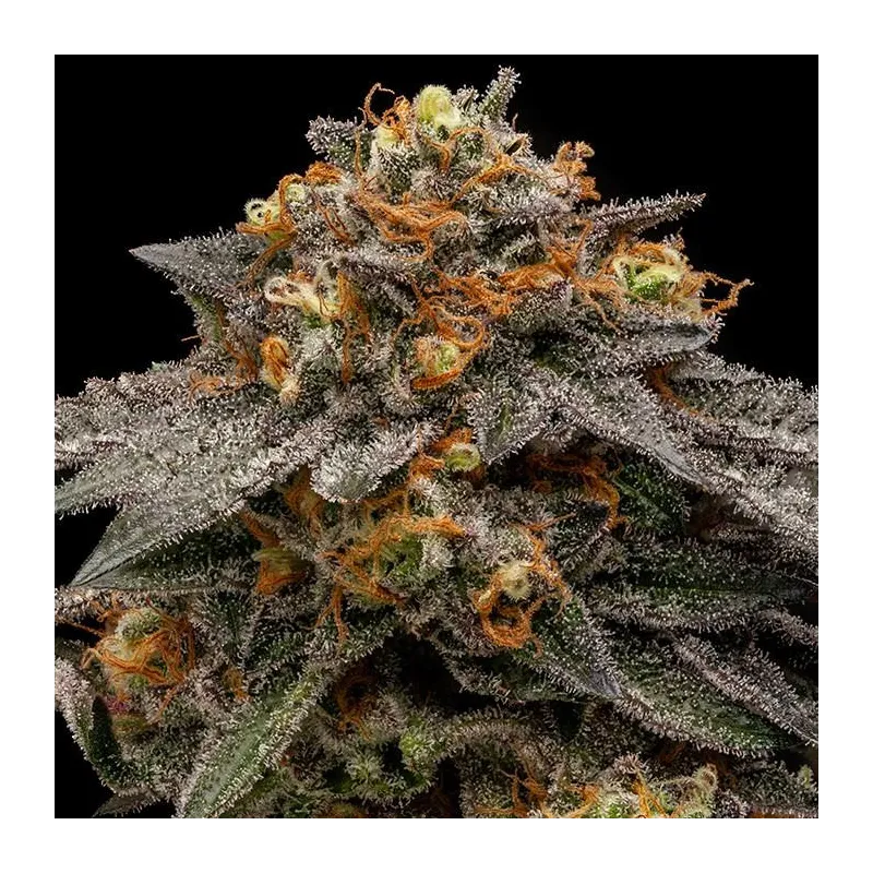 Shimo - Ripper Seeds