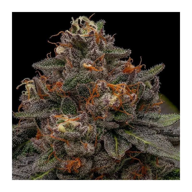 Korenji - Ripper Seeds