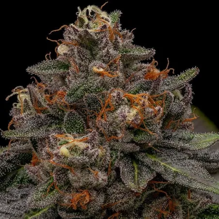 Korenji - Ripper Seeds