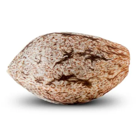 Toxic - Ripper Seeds