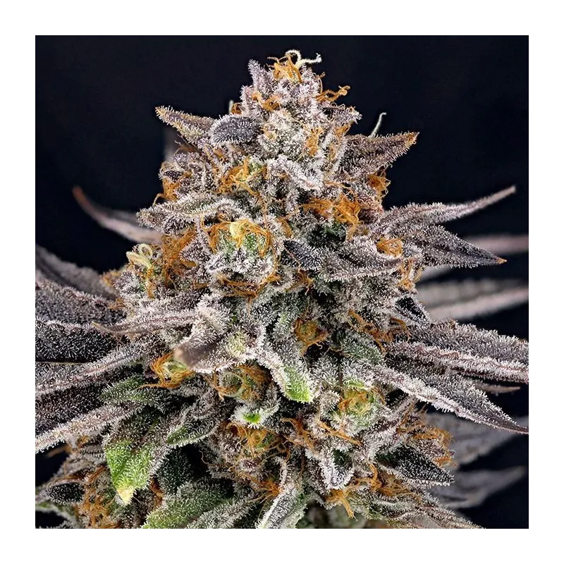 Candygaz - Ripper Seeds