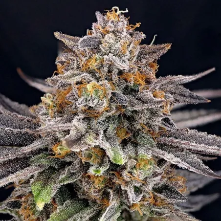 Candygaz - Ripper Seeds