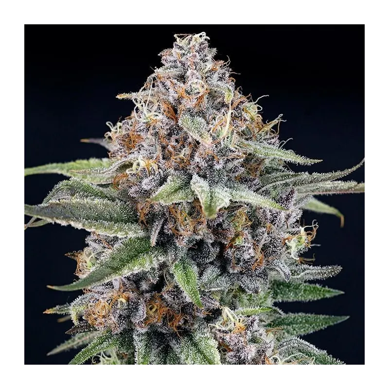 Eyeballz - Ripper Seeds