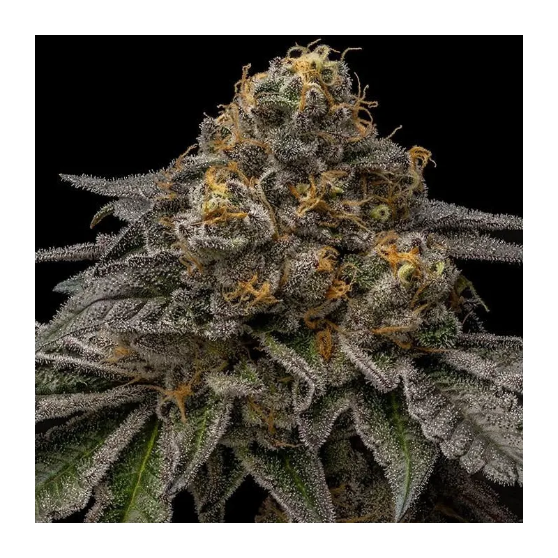 Brake Pad Breath - Ripper Seeds | Les Jardins de Bouddha