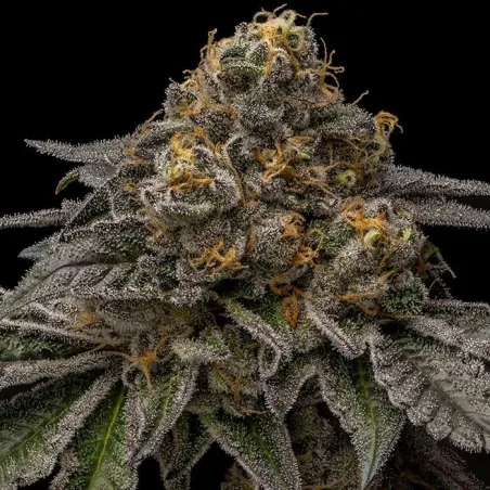 Brake Pad Breath - Ripper Seeds | Les Jardins de Bouddha