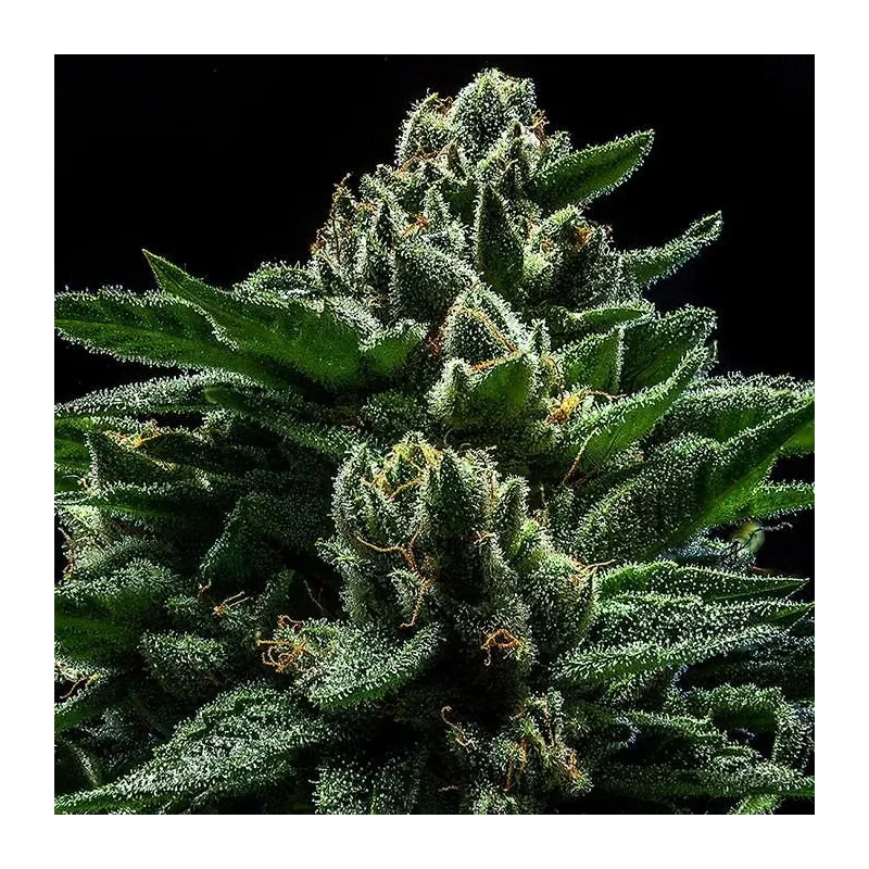 DO-G - Ripper Seeds | Les Jardins de Bouddha