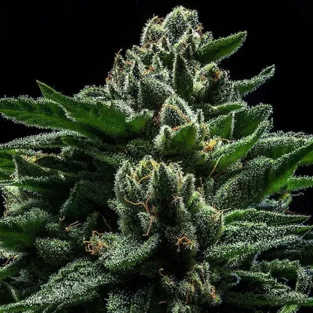 DO-G - Ripper Seeds | Les Jardins de Bouddha