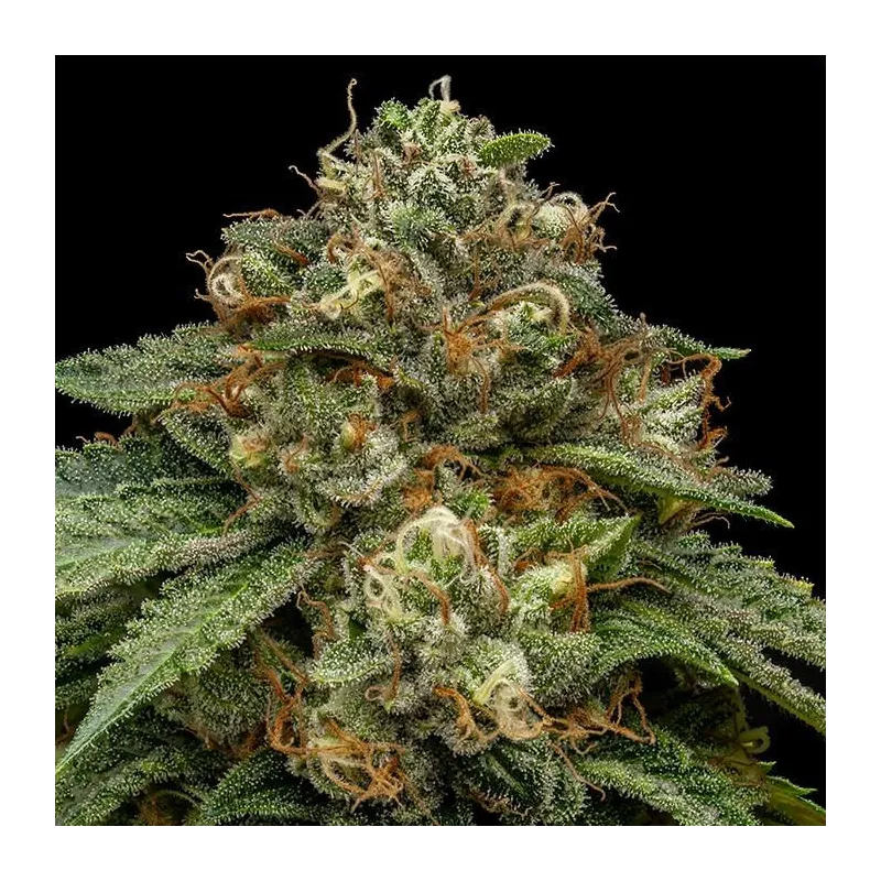 Kroma - Ripper Seeds | Les Jardins de Bouddha