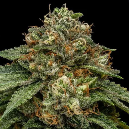 Kroma - Ripper Seeds | Les Jardins de Bouddha