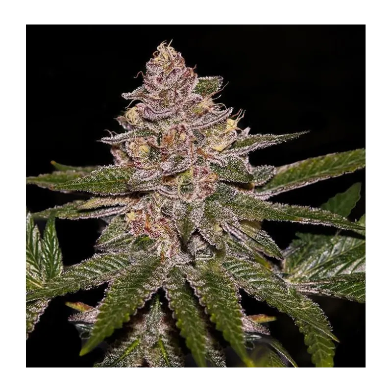Radical Juice - Ripper Seeds | Les Jardins de Bouddha