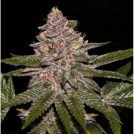 Radical Juice - Ripper Seeds | Les Jardins de Bouddha