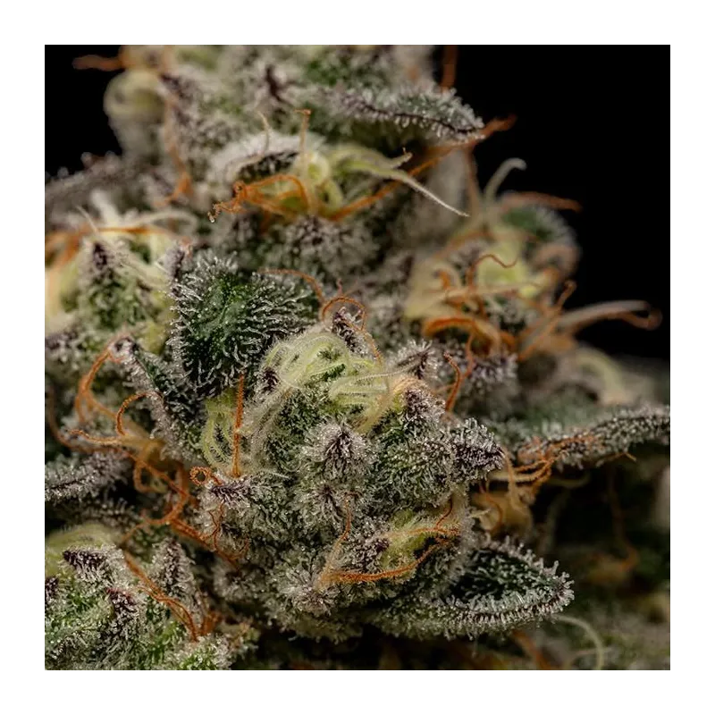 Zombie Bride - Ripper Seeds | Les Jardins de Bouddha