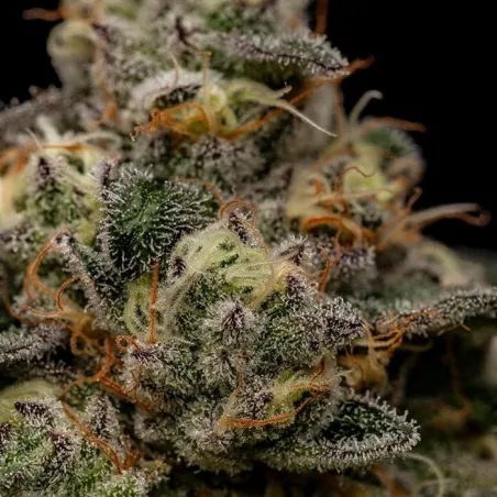Zombie Bride - Ripper Seeds | Les Jardins de Bouddha
