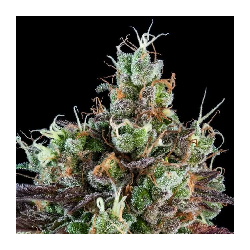 Sour Ripper - Ripper Seeds | Les Jardins de Bouddha
