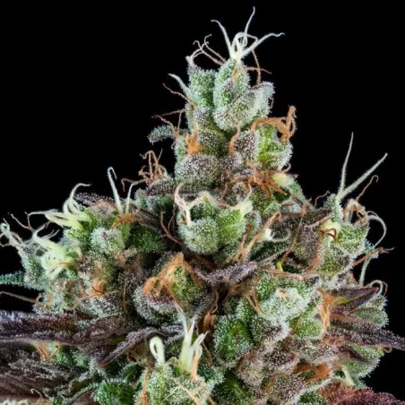 Sour Ripper - Ripper Seeds | Les Jardins de Bouddha