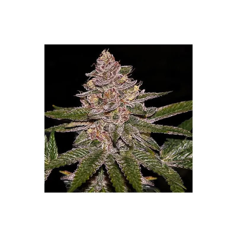 Auto Radical Juice - Ripper Seeds | Les Jardins de Bouddha