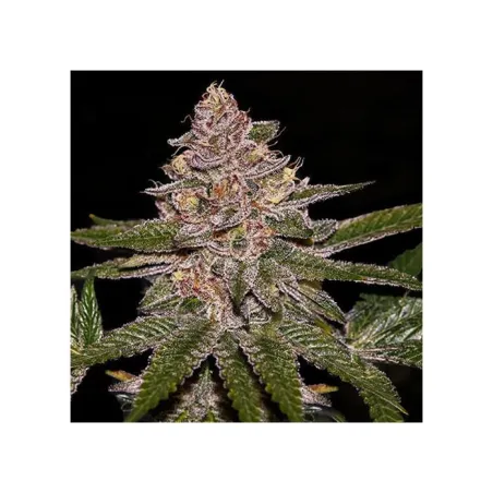 Auto Radical Juice - Ripper Seeds | Les Jardins de Bouddha
