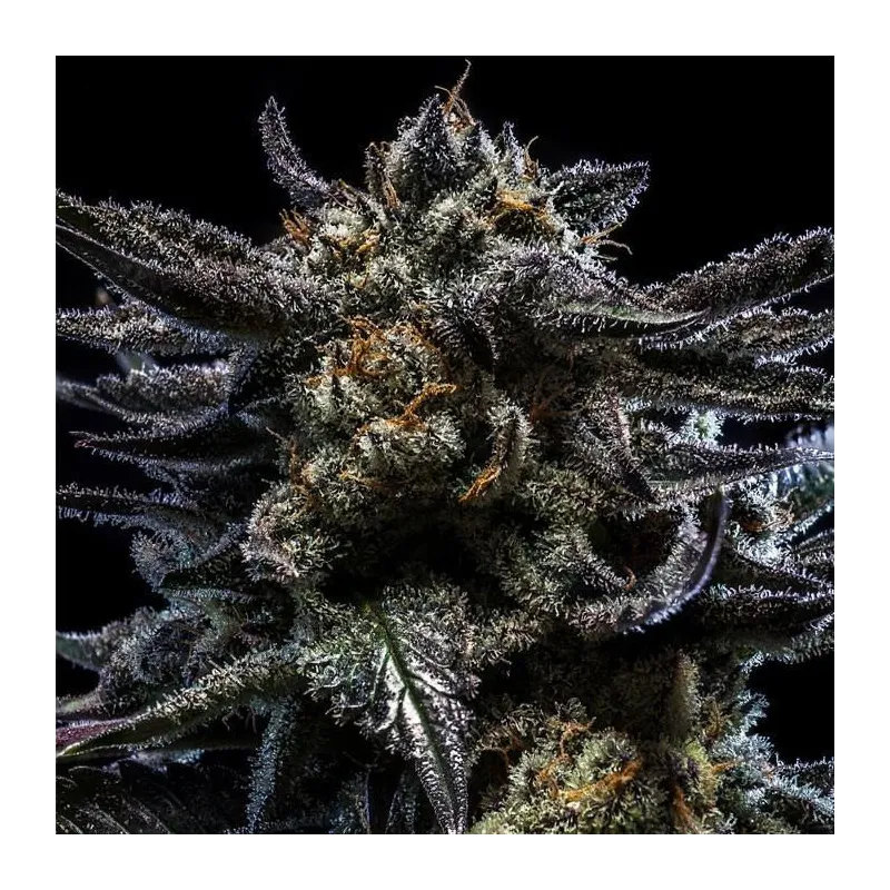 Auto Zombie Kush - Ripper Seeds | Les Jardins de Bouddha