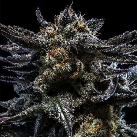 Auto Zombie Kush - Ripper Seeds | Les Jardins de Bouddha