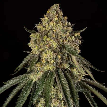 B-52 – Feminized Silent Seeds