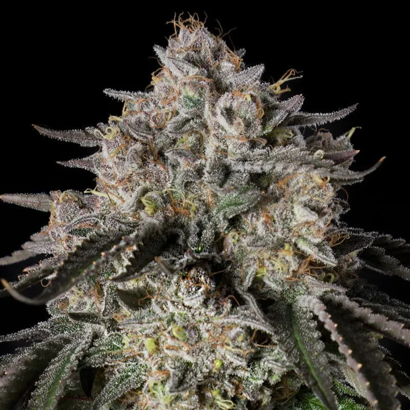 Cherry Essence – Feminized Silent Seeds