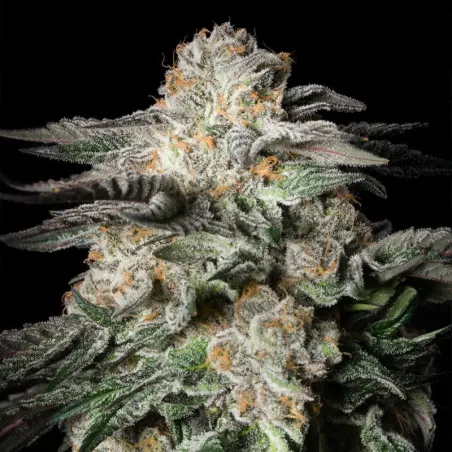 Mint Candy – Féminisée Silent Seeds