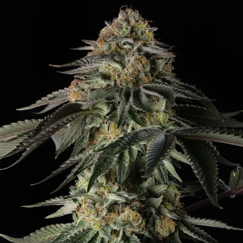 Rainbow Gas – Féminisée Silent Seeds
