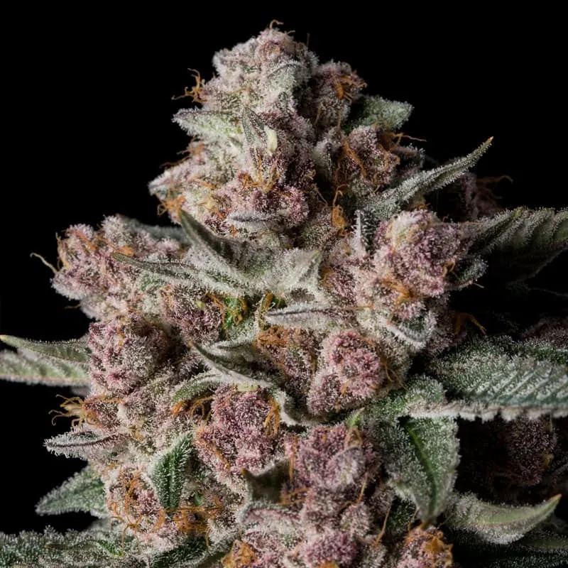 Tropical Jam – Féminisée Silent Seeds