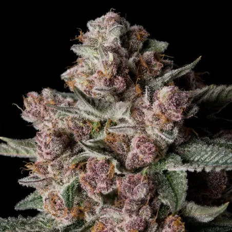 Tropical Jam – Féminisée Silent Seeds