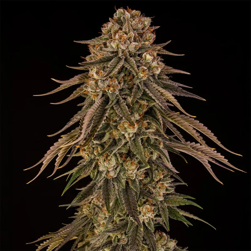 Tropical Velvet Fast CBD – Silent Seeds