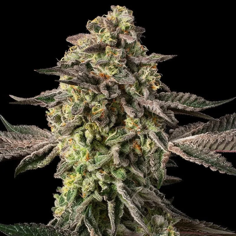 Sugar Rock Cookies – Féminisée Silent Seeds