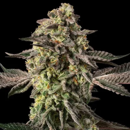 Sugar Rock Cookies – Féminisée Silent Seeds