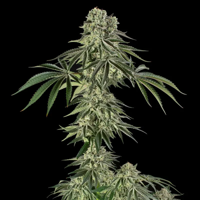 Jamaican Mountain Julian Marley – Silent Seeds