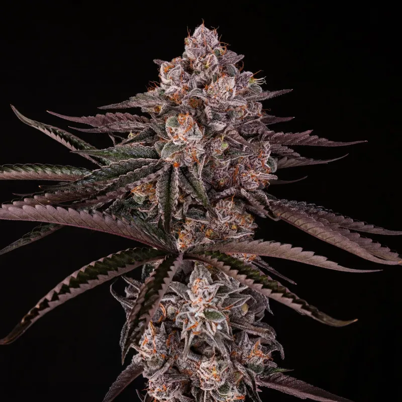 Jamaican Sunset Julian Marley – Silent Seeds