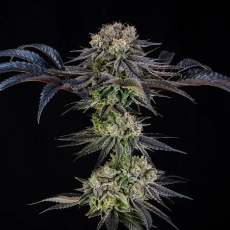 Julian Marley Special – Feminized Silent Seeds