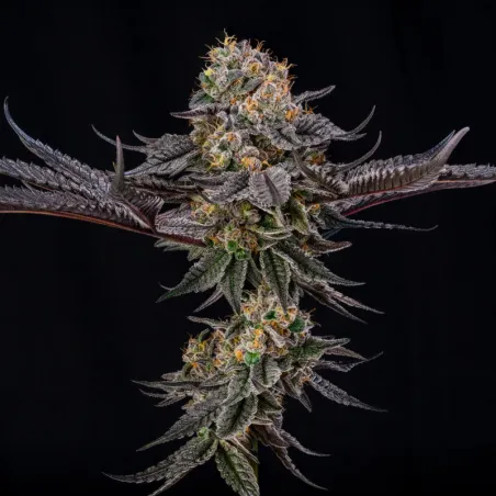 King of Kings Julian Marley – Silent Seeds