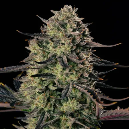 Auto Alien Gas XXL – Autoflowering Silent Seeds