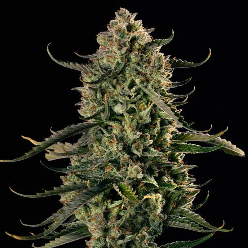 Auto MAC Dawg XXL – Autoflowering Silent Seeds