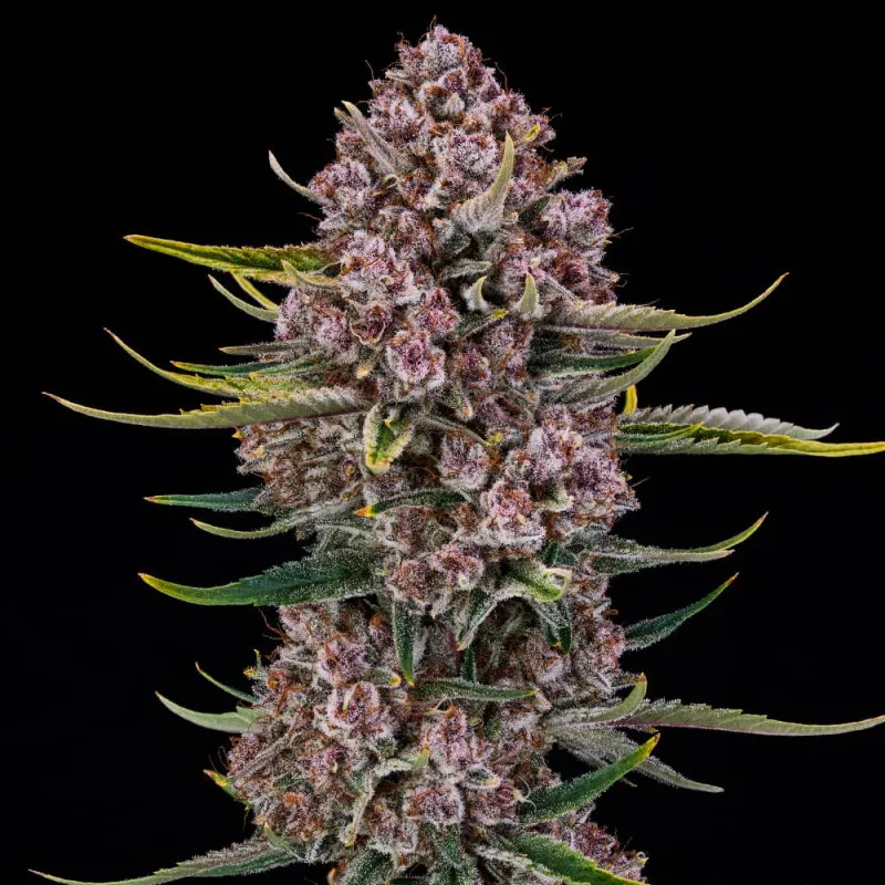 Auto Purplenade XL – Autoflowering Silent Seeds