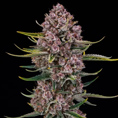 Auto Purplenade XL – Autoflowering Silent Seeds