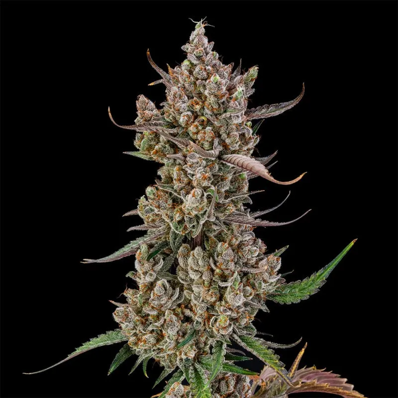 Auto Rainbow Breath – Autoflowering Silent Seeds