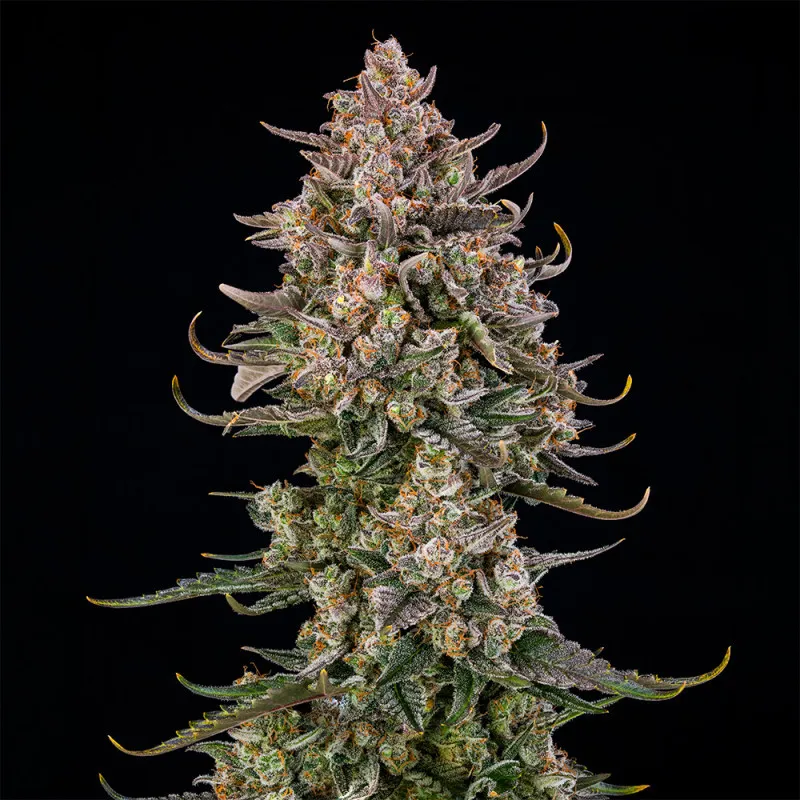 Auto Triangle Kush – Autoflowering Silent Seeds