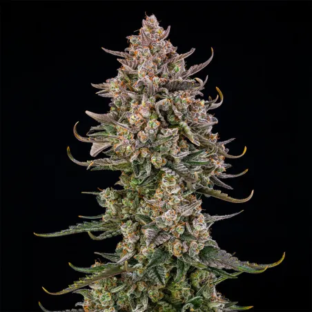 Auto Triangle Kush – Autoflowering Silent Seeds