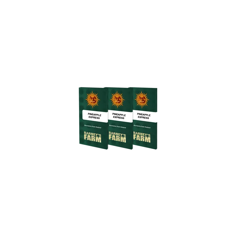 Pineapple Express - Barney's Farm